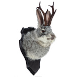 Чучело настенное "Серый кролик с рогами"