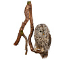 Чучело настенное "Сова уральская", фотография 3. Интернет-магазин ЛАВКА ПОДАРКОВ