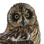 Чучело настенное "Сова", фотография 3. Интернет-магазин ЛАВКА ПОДАРКОВ