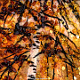 Картина янтарная "Осенний лес" 78х58 см, фотография 3. Интернет-магазин ЛАВКА ПОДАРКОВ