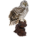  Чучело "Неясыть" настенное