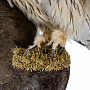 Настенное чучело птицы "Сова болотная", фотография 3. Интернет-магазин ЛАВКА ПОДАРКОВ