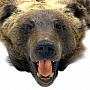 Шкура медведя на подкладке, фотография 2. Интернет-магазин ЛАВКА ПОДАРКОВ