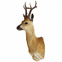 Чучело настенное "Голова косули", фотография 1. Интернет-магазин ЛАВКА ПОДАРКОВ