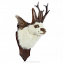 Чучело настенное "Белый кролик с рогами", фотография 1. Интернет-магазин ЛАВКА ПОДАРКОВ