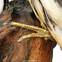 Чучело птицы "Фазан алмазный" настенное, фотография 2. Интернет-магазин ЛАВКА ПОДАРКОВ