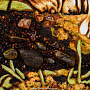 Картина янтарная "Тигр" 60х80 см, фотография 4. Интернет-магазин ЛАВКА ПОДАРКОВ