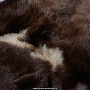 Ковер из шкуры бурого медведя, фотография 3. Интернет-магазин ЛАВКА ПОДАРКОВ