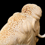 Скульптура "Мамонт" (кость кита, бивень мамонта), фотография 7. Интернет-магазин ЛАВКА ПОДАРКОВ