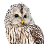 Чучело настенное "Сова уральская неясыть", фотография 6. Интернет-магазин ЛАВКА ПОДАРКОВ