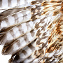 Чучело птицы "Канюк обыкновенный" , фотография 7. Интернет-магазин ЛАВКА ПОДАРКОВ