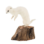 Чучело настольное "Горностай"