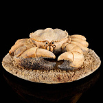 /И045 Изделия из кости Скульптура"КРАБ"Кость кита 25*22*10см