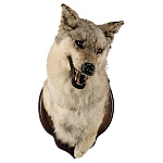 Чучело настенное "Голова волка"