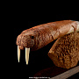 Скульптура из кости "Плывущий морж", фотография 3. Интернет-магазин ЛАВКА ПОДАРКОВ