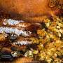 Картина янтарная "Олени в лесу" 40х30 см, фотография 5. Интернет-магазин ЛАВКА ПОДАРКОВ