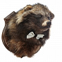 Чучело настенное "Голова енота", фотография 2. Интернет-магазин ЛАВКА ПОДАРКОВ