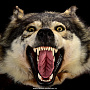 Шкура волка (ковер на подкладке), фотография 7. Интернет-магазин ЛАВКА ПОДАРКОВ