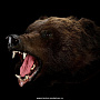 Шкура медведя (на подкладке), фотография 4. Интернет-магазин ЛАВКА ПОДАРКОВ