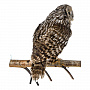 Настенное чучело птицы "Неясыть длиннохвостая", фотография 3. Интернет-магазин ЛАВКА ПОДАРКОВ
