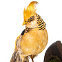 Чучело настенное "Золотой фазан", фотография 4. Интернет-магазин ЛАВКА ПОДАРКОВ