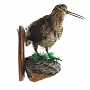 Чучело настенное "Вальдшнепа на грибе", фотография 1. Интернет-магазин ЛАВКА ПОДАРКОВ