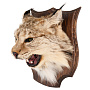 Таксидермия. Чучело настенное "Голова рыси", фотография 4. Интернет-магазин ЛАВКА ПОДАРКОВ