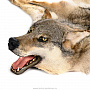 Шкура волка на подкладке, фотография 2. Интернет-магазин ЛАВКА ПОДАРКОВ