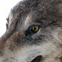 Чучело настенное "Голова волка", фотография 7. Интернет-магазин ЛАВКА ПОДАРКОВ