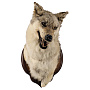 Чучело настенное "Голова волка", фотография 1. Интернет-магазин ЛАВКА ПОДАРКОВ