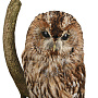 Чучело настенное "Сова серая", фотография 2. Интернет-магазин ЛАВКА ПОДАРКОВ