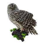 Чучело настенное "Сова"