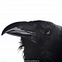 Чучело птицы ворона, фотография 2. Интернет-магазин ЛАВКА ПОДАРКОВ