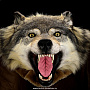 Шкура волка (Ковер из шкуры волка), фотография 2. Интернет-магазин ЛАВКА ПОДАРКОВ