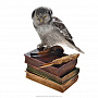 Чучело птицы  "Сова со стопкой книг", фотография 2. Интернет-магазин ЛАВКА ПОДАРКОВ