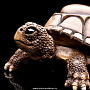 Шкатулка для драгоценностей "Черепаха", фотография 5. Интернет-магазин ЛАВКА ПОДАРКОВ
