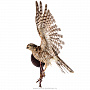 Чучело птицы "Копчик с раскрытыми крыльями", фотография 6. Интернет-магазин ЛАВКА ПОДАРКОВ