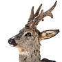 Чучело настенное "Голова косули", фотография 5. Интернет-магазин ЛАВКА ПОДАРКОВ