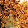 Картина янтарная "Осенний парк" 78х98 см, фотография 3. Интернет-магазин ЛАВКА ПОДАРКОВ