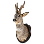 Чучело настенное "Голова косули", фотография 2. Интернет-магазин ЛАВКА ПОДАРКОВ
