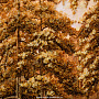 Картина янтарная "Осенний пейзаж" 60х80 см, фотография 4. Интернет-магазин ЛАВКА ПОДАРКОВ