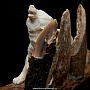Скульптура из бивня мамонта "Волк", фотография 8. Интернет-магазин ЛАВКА ПОДАРКОВ