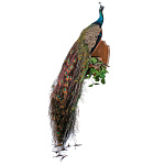  ЧУЧЕЛО ПТИЦЫ "ПАВЛИН"