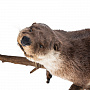 Чучело настенное "Выдра", фотография 1. Интернет-магазин ЛАВКА ПОДАРКОВ
