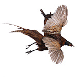 Чучело настенное "Летящий фазан"