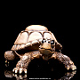 Шкатулка для драгоценностей "Черепаха", фотография 2. Интернет-магазин ЛАВКА ПОДАРКОВ