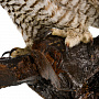 Настенное чучело птицы "Сова", фотография 5. Интернет-магазин ЛАВКА ПОДАРКОВ