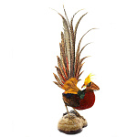  Таксидермия Чучело "ФАЗАН ЗОЛОТОЙ" (хвост поднят вверх)настольное