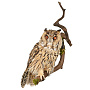 Настенное чучело птицы "Сова ушастая", фотография 7. Интернет-магазин ЛАВКА ПОДАРКОВ