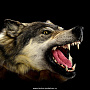 Шкура волка (Ковер из шкуры волка), фотография 3. Интернет-магазин ЛАВКА ПОДАРКОВ
